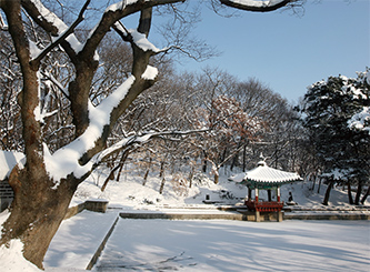 애련지 주변의 느티나무 고목과 애련정