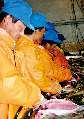 러시아령 사할린의 참치 가공공장에서 일하고 있는 북한 노동자들. 해외 파견 북한 노동자 수입의 70%가 김정은 금고에 들어간다.